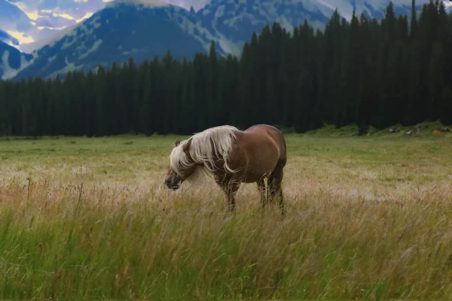 natur foto zottliges pferd auf der wiese in den bergen