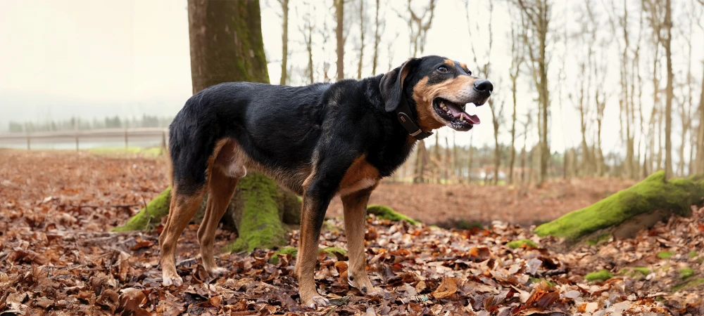 Schwarz brauner Hund im Wald Querformat Herbstlook