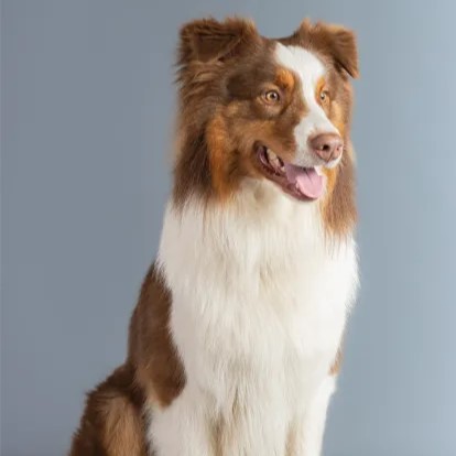 Levi - Hundeporträt studio